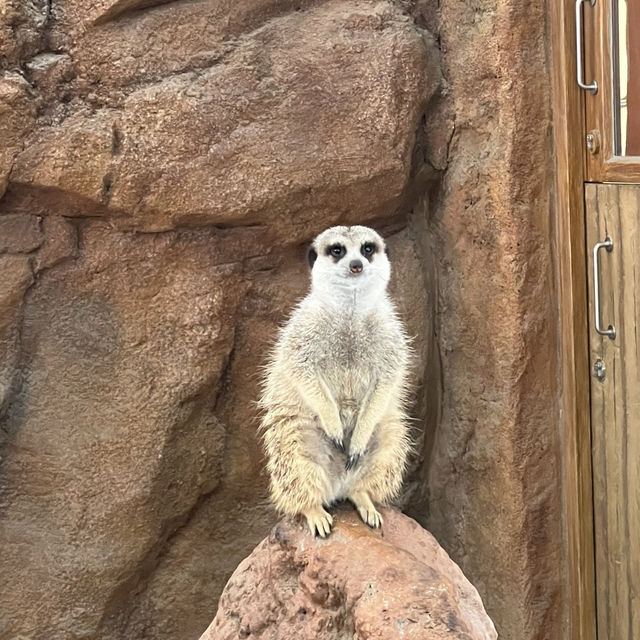 海洋公園。親子漫。慢。遊