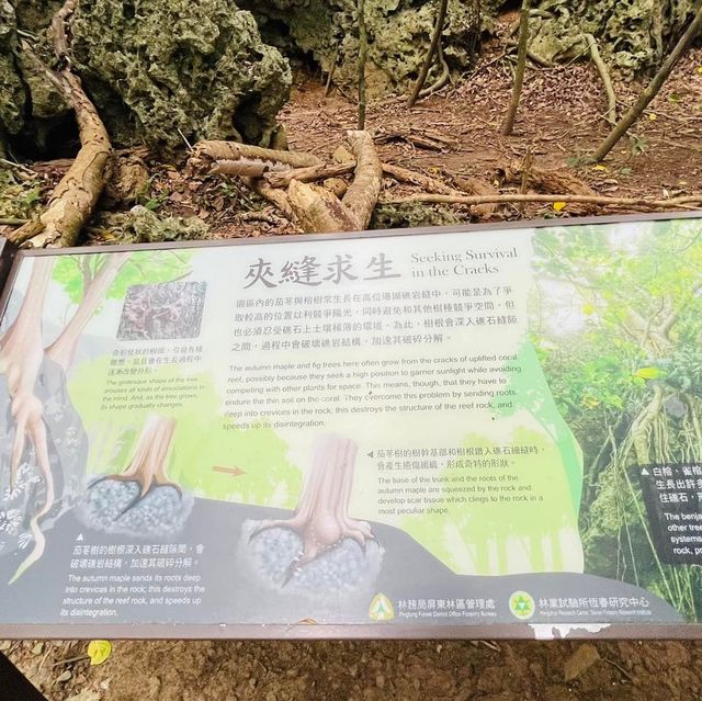 享受森林浴-墾丁國家森林遊樂區