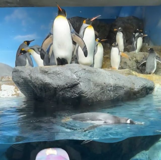 海洋奇遇！鴨川海洋世界🐳🐙🌊