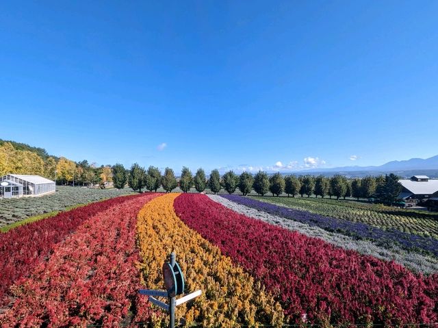 Tomita Farm in Furano