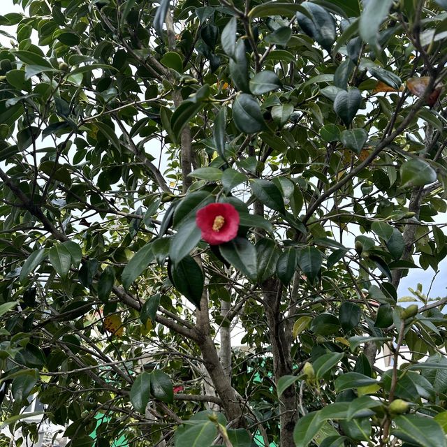 済州島の椿村で体験プログラムに参加してきました