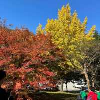 Autumn Foliage at Naejangsan National Park