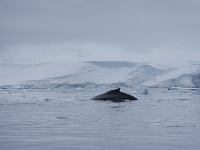 Antarctic dream come true ✨🐧