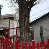 福岡観光2023 「若八幡宮」