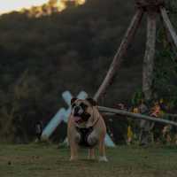 SKY 360 CAMP ลานกางเต็นท์ pet friendly 