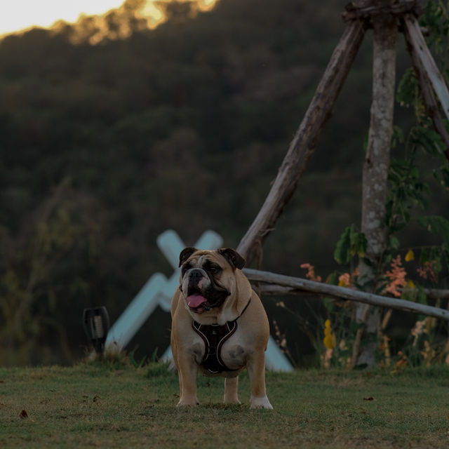 SKY 360 CAMP ลานกางเต็นท์ pet friendly 