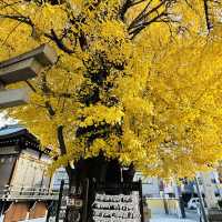 兩個東京巿區隱敞超美銀杏神社