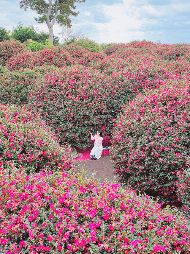 겨울 제주여행을 간다면 꼭 가야하는 동백포레스트🌺