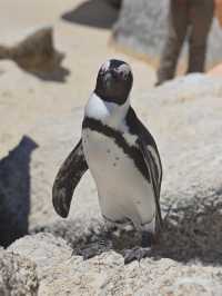 Boulders Beach : Simon's Town หาดแพนกวิ้น