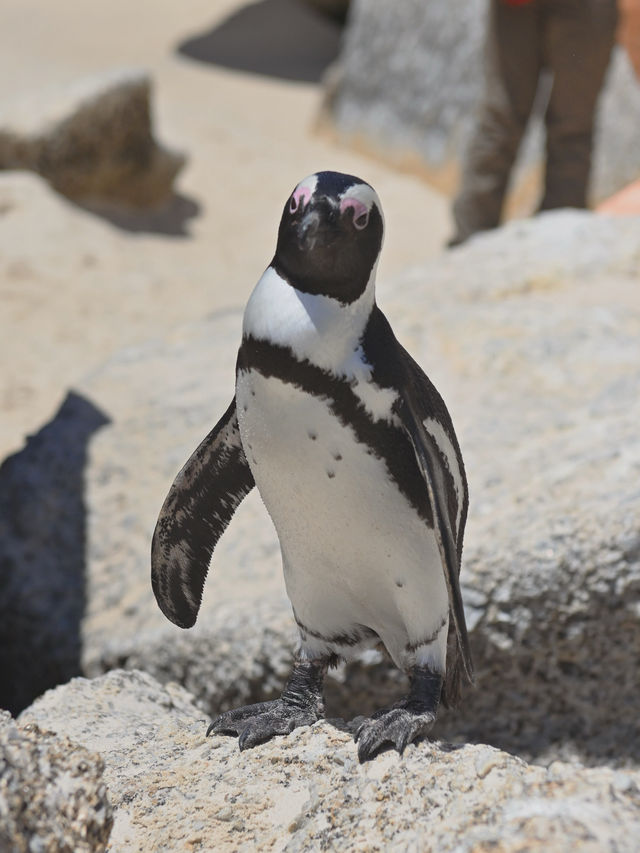 Boulders Beach : Simon's Town หาดแพนกวิ้น