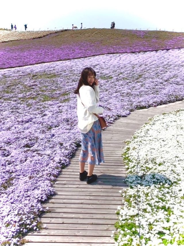 春に行きたい🌷芝桜でお花見ピクニック👫💓🌼【千葉】