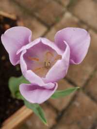 大埔小白鷺湖，鬱金香花園 