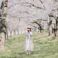 【埼玉】圧巻！1kmの桜並木🌸「県営権現堂公園」