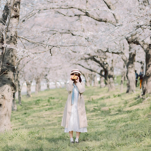 【埼玉】圧巻！1kmの桜並木🌸「県営権現堂公園」