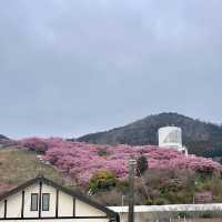 เที่ยวชม Sakura at Matsuda , Japan