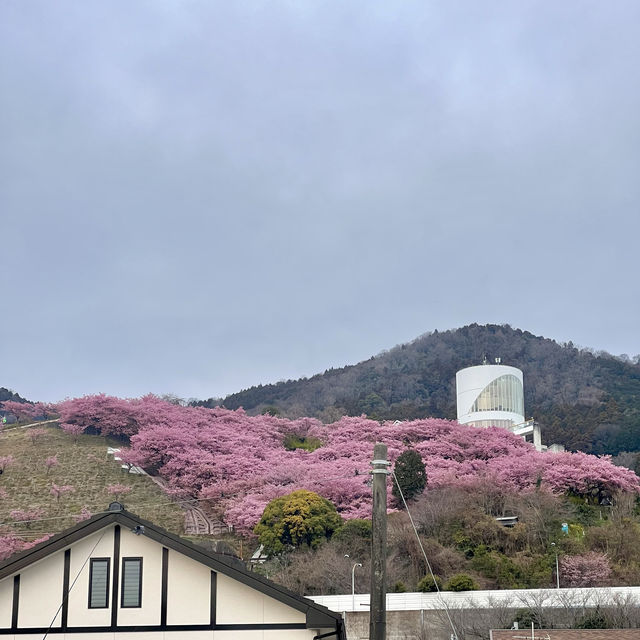 เที่ยวชม Sakura at Matsuda , Japan