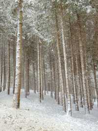 사람 없는 대관령 삿포로st 자작나무 숲❄️🩵