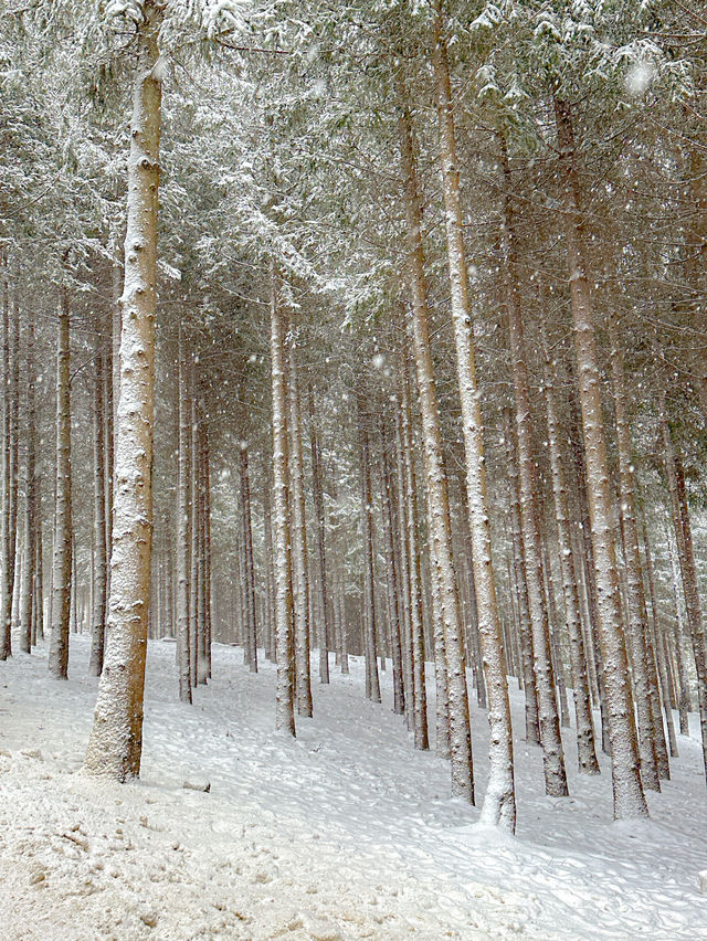 사람 없는 대관령 삿포로st 자작나무 숲❄️🩵