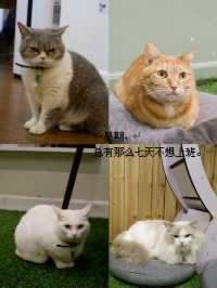鬧市中的貓窩，享受貓奴的時光
