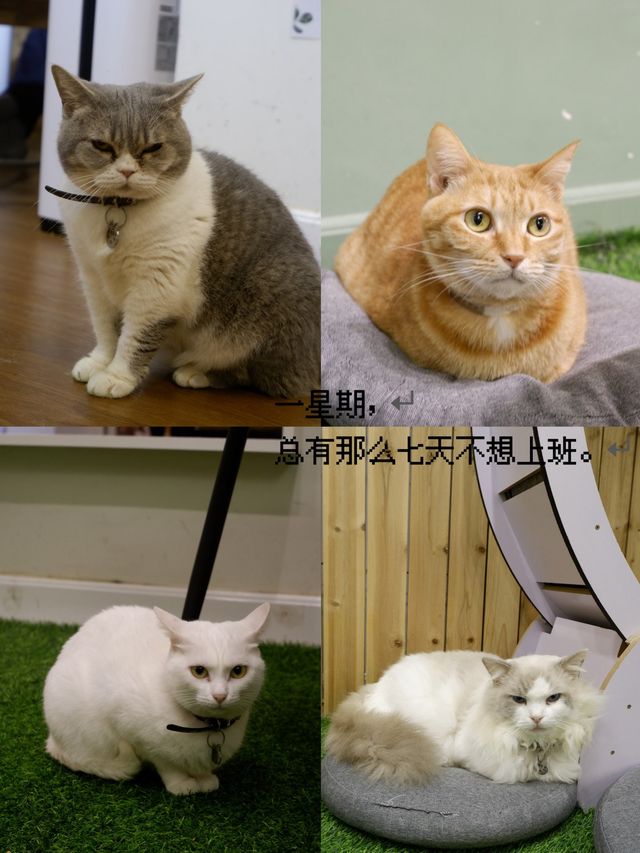 鬧市中的貓窩，享受貓奴的時光