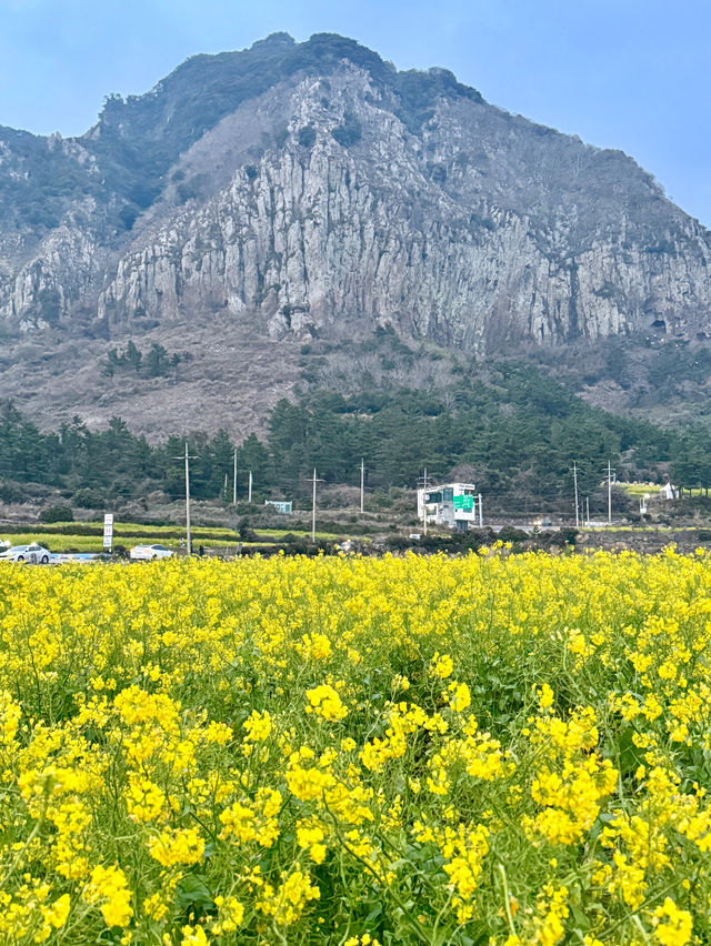 제주 유채꽃 no.1 명소 산방산 유채꽃