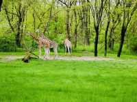 Bronx Zoo