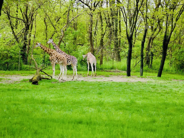 Bronx Zoo
