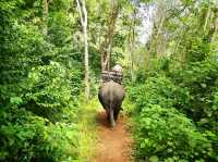 Nosey Parker's Elephant Camp