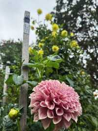 Admiring Colourful Flowers at Botanic Garden