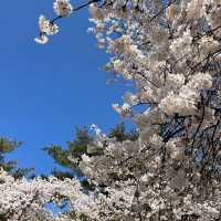 꼬불꼬불 긴 벚꽃 터널이 제일 예쁜 곳🌸