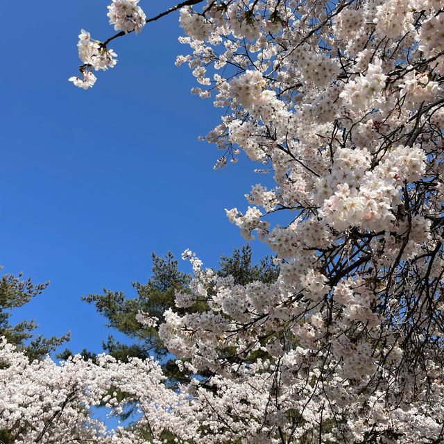 꼬불꼬불 긴 벚꽃 터널이 제일 예쁜 곳🌸