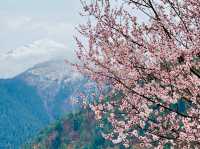 Encountering cherry blossoms the villages.