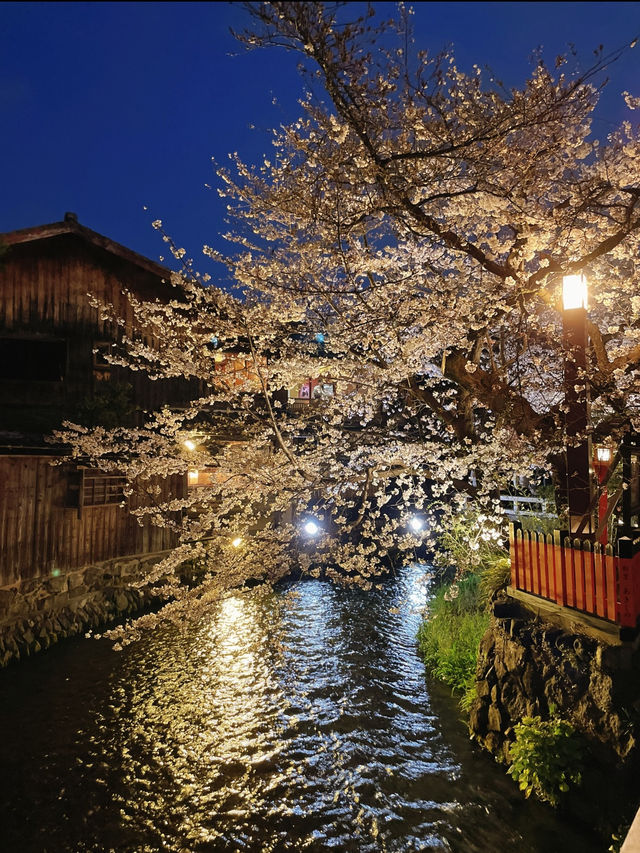 一度は行きたい🌸京都の桜といえばここ！祇園白川🌸