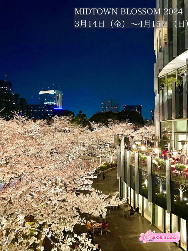 【東京ミッドタウン/東京都】200mの桜並木を昼も夜も堪能