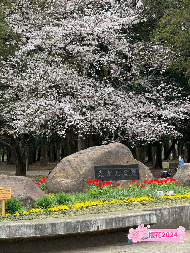 東京賞櫻好去處🌸 光之丘公園🌻🌱🌲