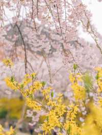 대구 수양벚꽃과 개나리 명소, 욱수골🌸