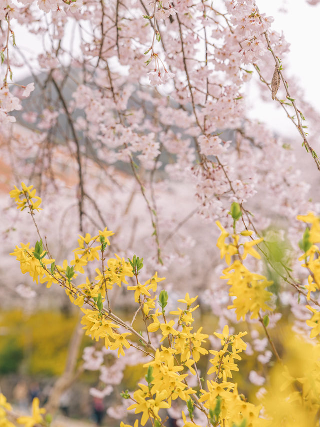 대구 수양벚꽃과 개나리 명소, 욱수골🌸