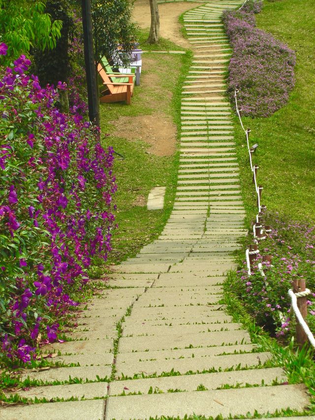 The sea of lavender flowers 🌹🌼🇹🇼