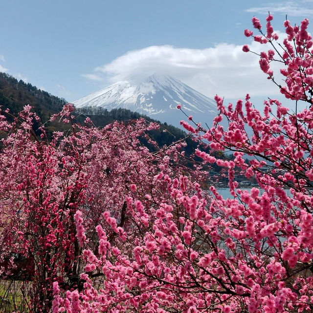Fuji shiba Sakura festival 