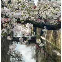 Blooming season along Meguro 