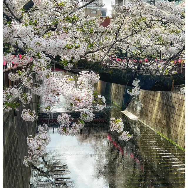 Blooming season along Meguro 