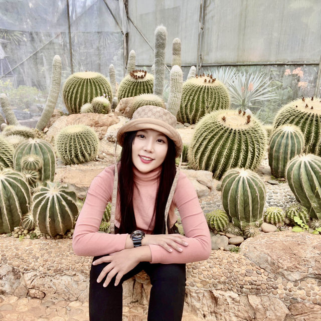 ซากุระที่อ่างขาง ฟินสุดๆ