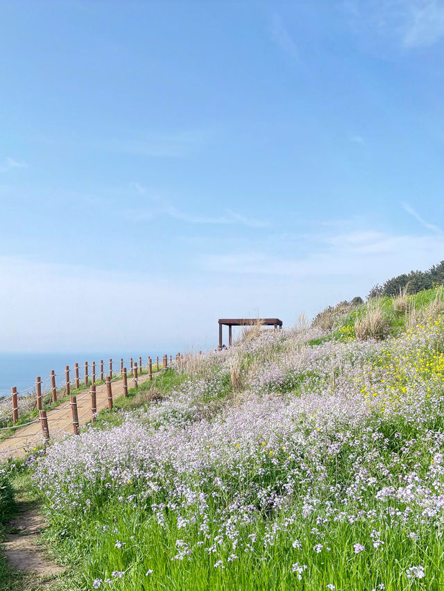 🇰🇷濟州島｜在咸德犀牛峰的隱藏版景點-蘿蔔花💜