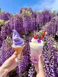 【あしかがフラワーパーク】藤の花の香りに包まれる栃木花巡りはいかが！？
