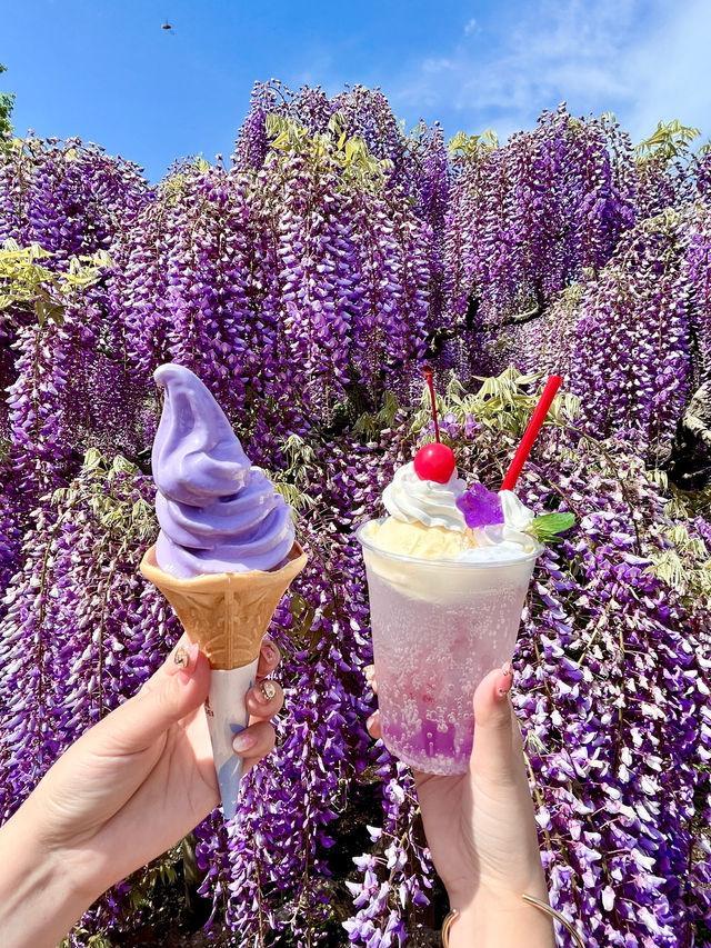 【あしかがフラワーパーク】藤の花の香りに包まれる栃木花巡りはいかが！？