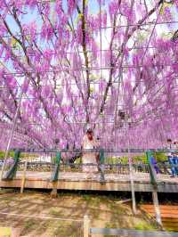 【あしかがフラワーパーク】藤の花の香りに包まれる栃木花巡りはいかが！？