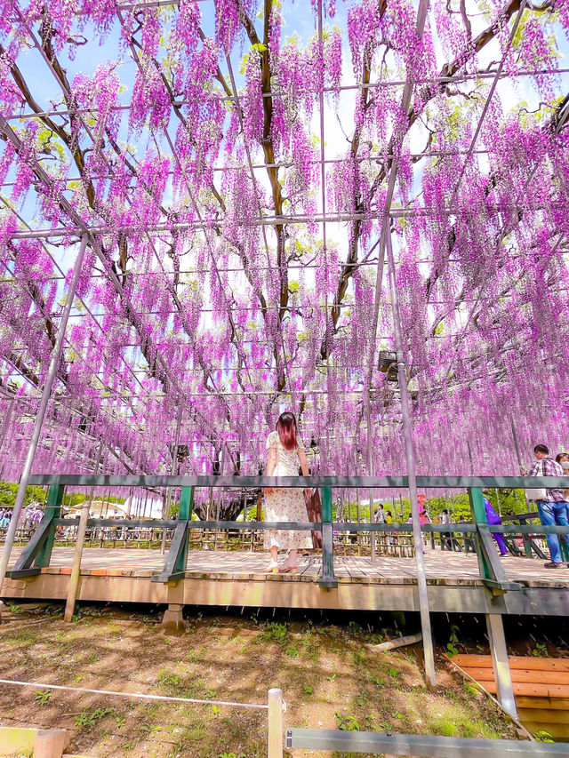 【あしかがフラワーパーク】藤の花の香りに包まれる栃木花巡りはいかが！？