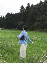 봄제주는 유채와 갯무꽃 천국🌼’비밀의숲’