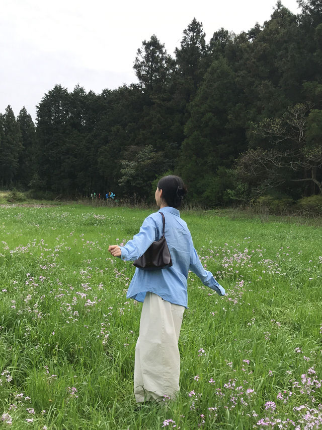 봄제주는 유채와 갯무꽃 천국🌼’비밀의숲’