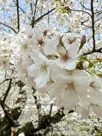 東京　東京観光　千鳥ヶ淵緑道の桜並木は最高！